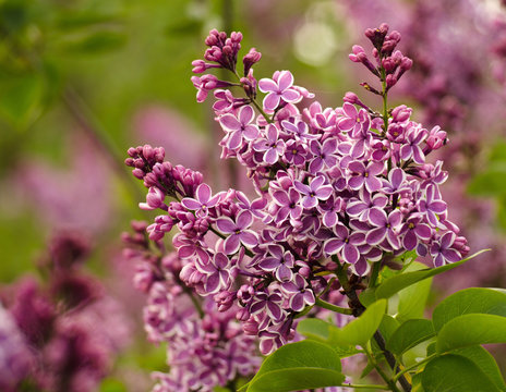 lilac. Lilac flower with whiate adging