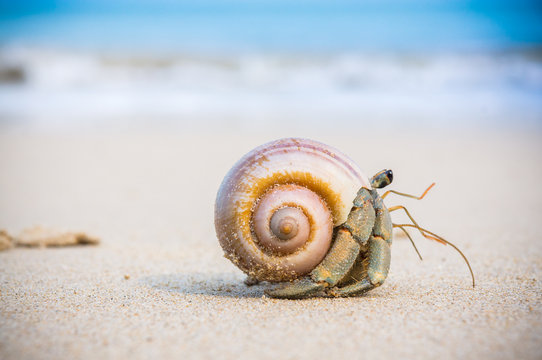 Hermit Crab On Beach.