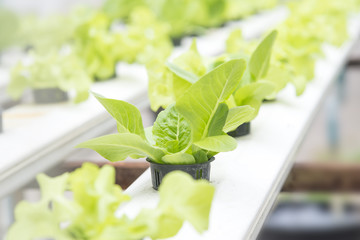 the hydroponic vegetable on the shelf with the equipment