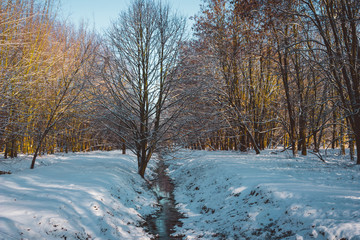 Small Creek and Walking Path Through Winter Forest