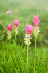 Siam tulip or Summer tulip