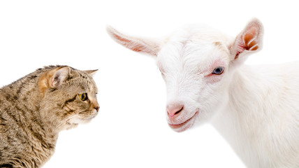 Portrait of a goat and cat Scottish Straight