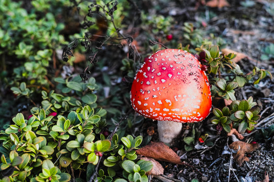 Amanita muscaria mushroom and cowberry