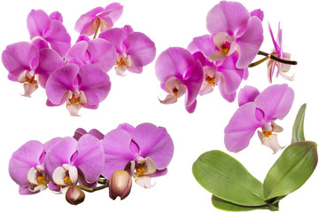 Blooming Orchid. Collage. Isolated. With leaves