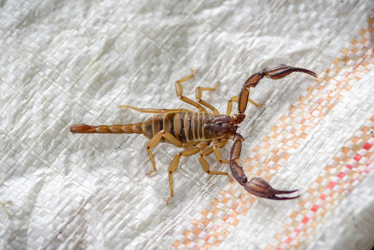 red-colored poisonous scorpion