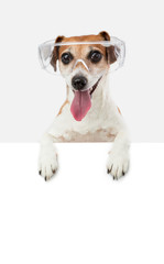 Happy smile dog pup jack russell terrier in goggles peeking out over the white paper banner poster sign blank empty copyspace for your information ad text logo. White poster, grey background