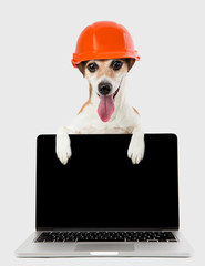 Dog jack russell terrier builder in a helmet and a laptop. Happy smile. Gray monochrome background.