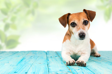 A cute little dog resting on a blue surface. Green nature background
