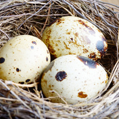 Obraz premium Nest with quail eggs