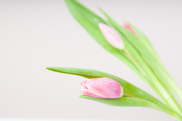 closeup of a pretty soft pink tulip bud