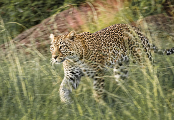 Leopard stalking prey, Masai Mara, Kenya, Africa