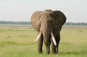 African Elephant in Masai Mara, Kenya, Africa