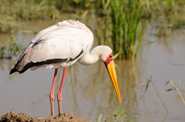 White Stork in Masai Mara, Kenya, Africa