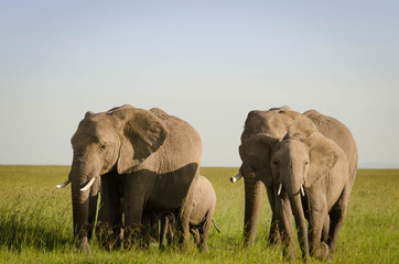 Obraz na płótnie Canvas African Elephants with babies in Masai Mara, Kenya, Africa