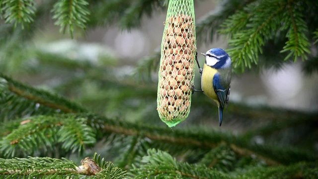 Blaumeise