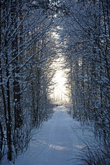 Corridor with light at the winter forest