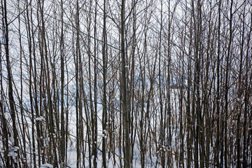 Fototapeta premium Winter forest-winter scene,background