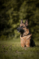 German shepherd