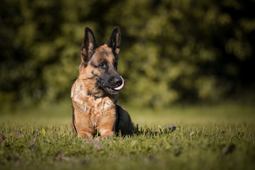 Funny german shepherd dog
