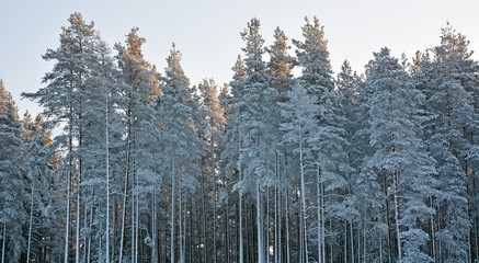 Winter forest with evergreen trees