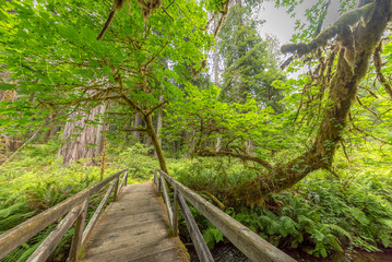 West Ridge and Prairie Creek trail, Prairie Creek Redwoods State Park