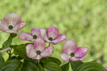 Fototapeta na wymiar detail of a pink flowering dogwood bush