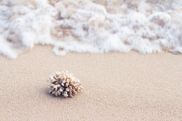 coral on beach with wave on background