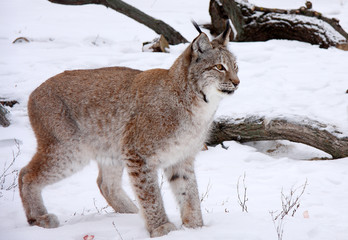 Fototapeta premium Lynx