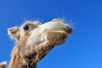 Fototapeta premium Head Bactrian camel