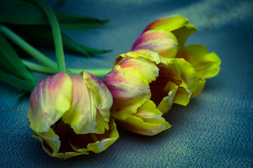 yellow orange tulips