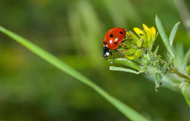 Ladybird in search of plant-louse on the wild flower in the summer garden