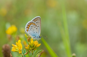Summer scene with common Blue (Polyommatus icarus) butterfly sitting on a wild yellow flowers