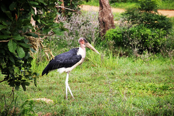 Аист марабу