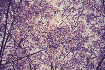 sakura, Spring cherry blossom with soft background.