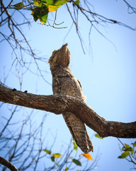 Obraz premium The bird sits on a tree branch
