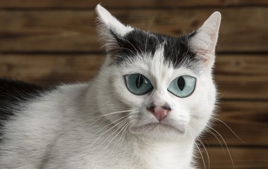 Caricature. black and white cat 