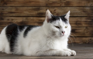 Fototapeta na wymiar black and white cat 