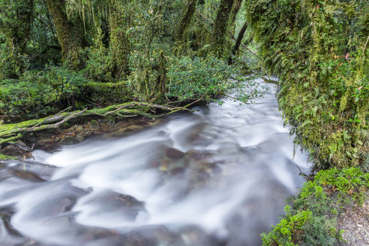 Enchanted Forest, Queulat National Park (Chile) 