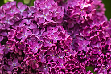 Green branch with spring lilac flowers