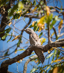 The bird sits on a tree branch