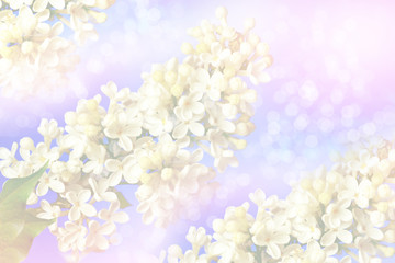  Bunches of flowers of lilac