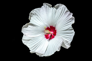 Hibiscus flower isolated on black background