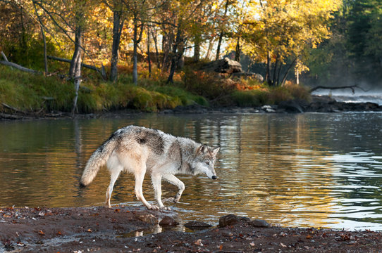 Fototapeta Grey Wolf (Canis lupus) Walks Along Shoreline