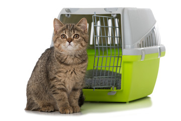 Kätzchen sitzt vor Transportbox