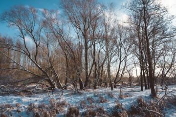 Bare Forest with Snowy Ground on Sunny Winter Day