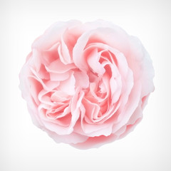 Pastel Vector Rose