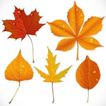 A set of yellow and red autumn leaves isolated on a white backgr