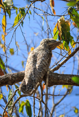 The bird sits on a tree branch