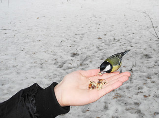 Feeding the bird tit from hand.