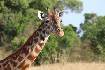 Giraffe in the sun